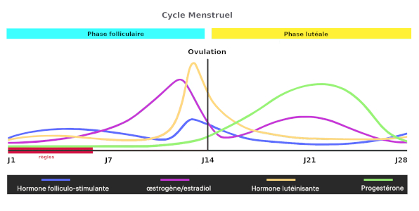 cycle menstruel