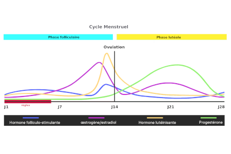 cycle menstruel